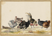 T 089a
<br/>
Een haan en zeven kippen
<br/>
<em>Bronkhorst, Johannes (1648 - 1727)</em>